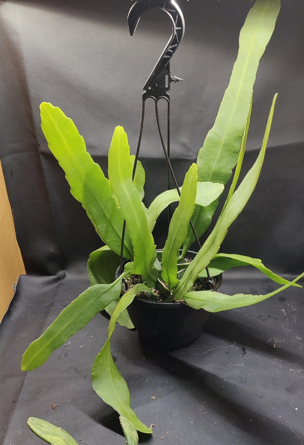 Epiphyllum Queen of the Night