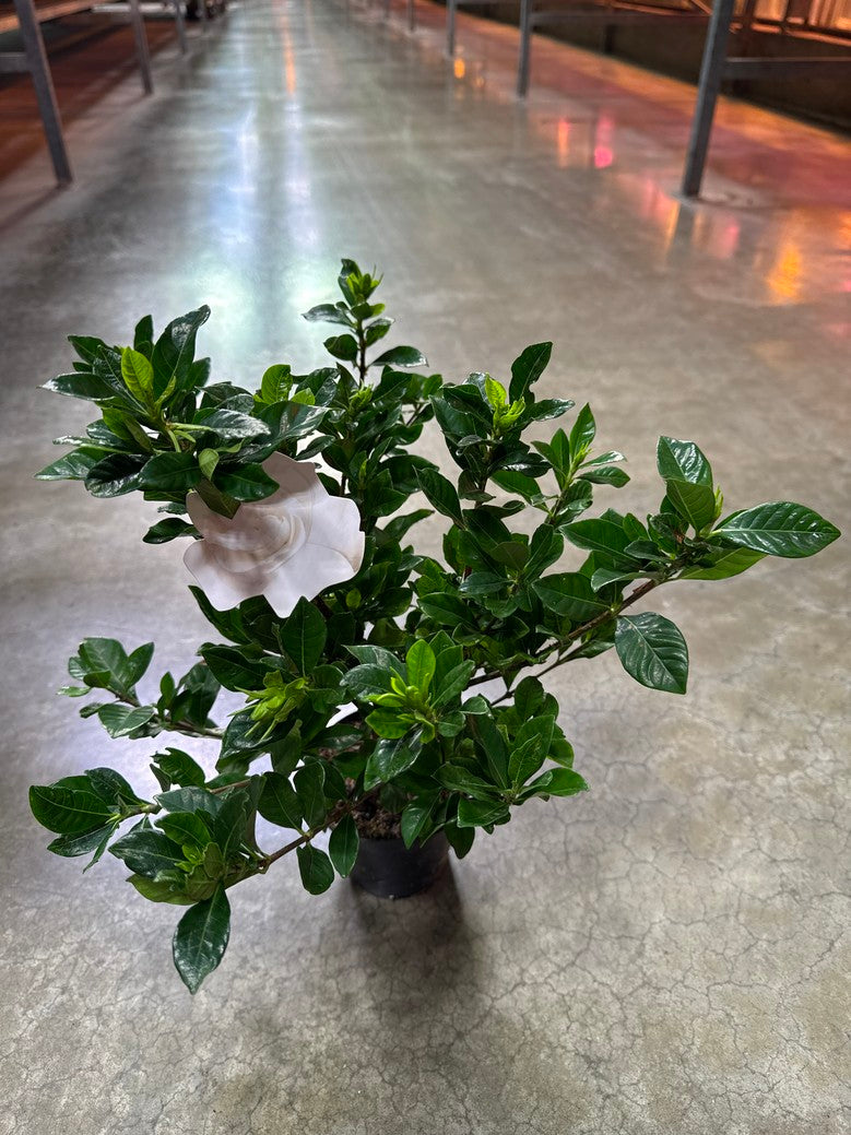 Gardenia Jasmine (Arriving Feb 5, 2026)