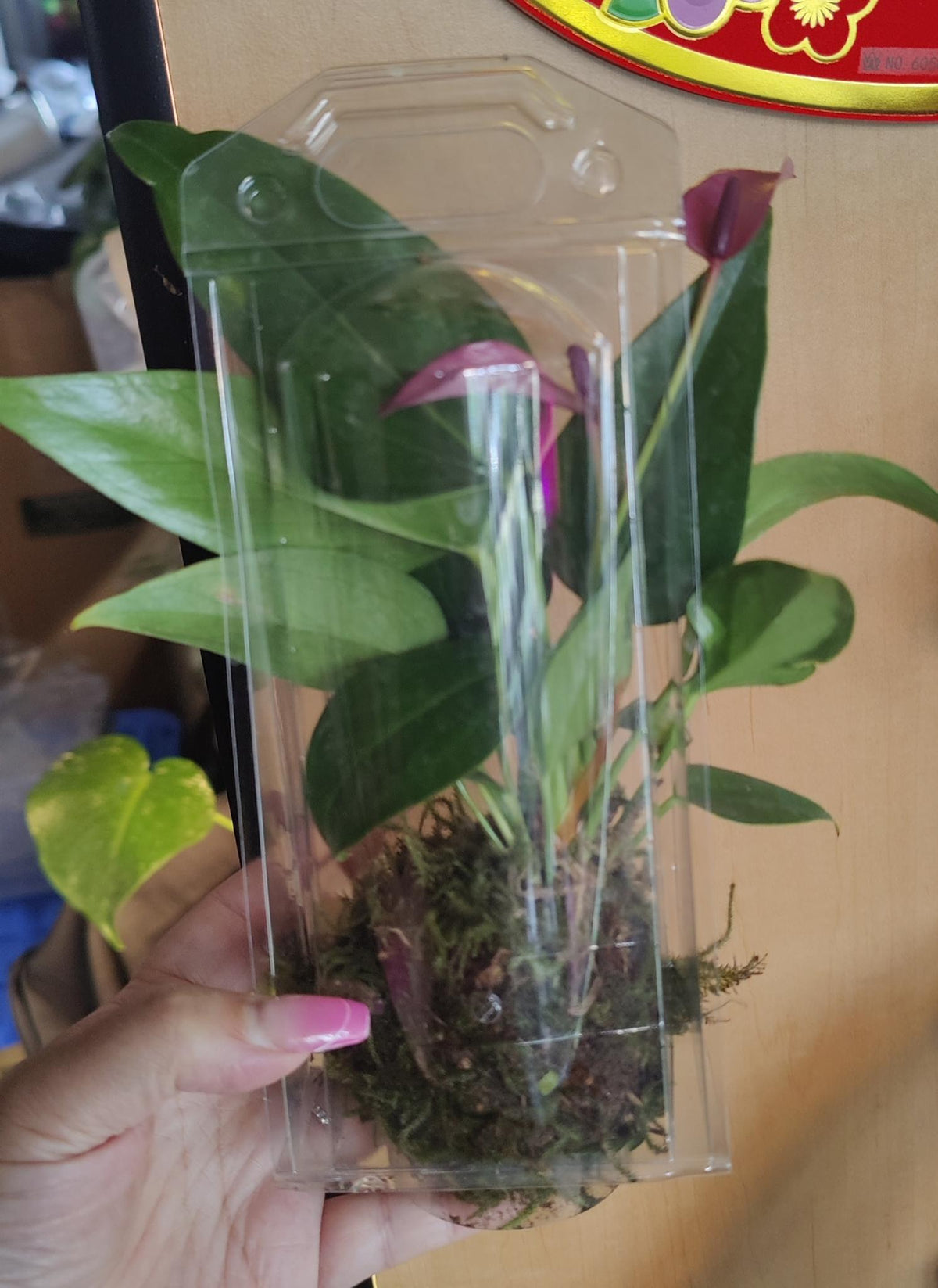 Kokedama-Living Orb 2"