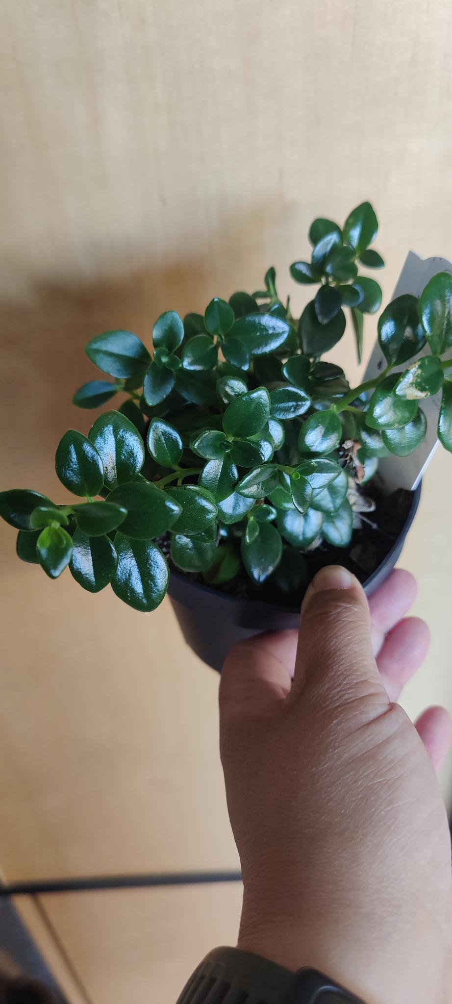 Goldfish Plant