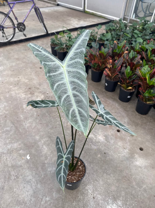 Alocasia Longiloba 9"