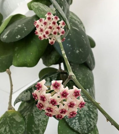 Hoya Obovata Splash