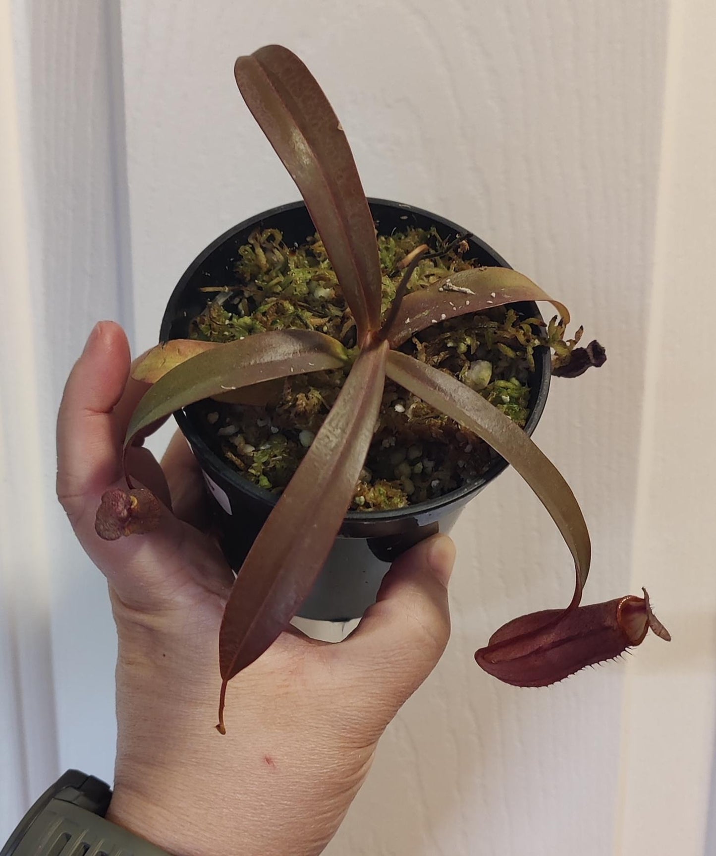 Nepenthes x Rebecca Soper