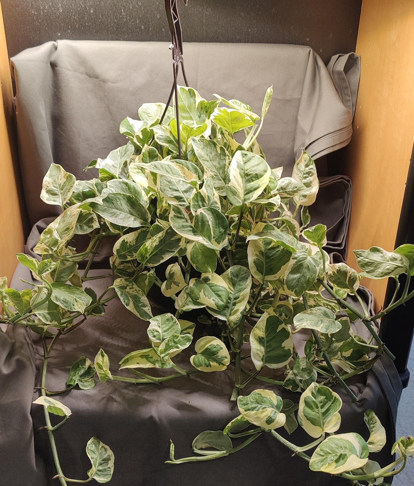 Pothos Pearls and Jade