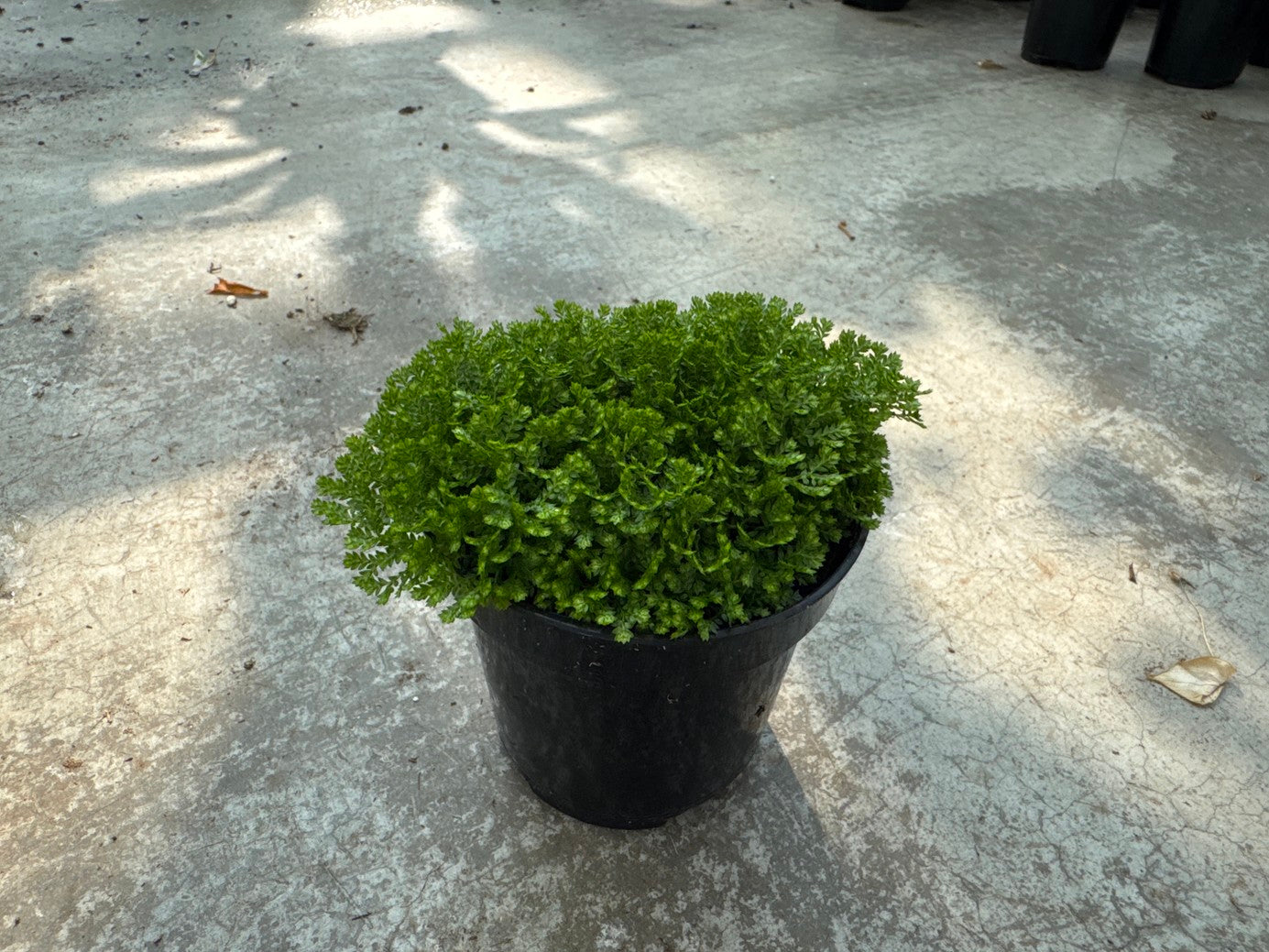 Spike Moss Green
