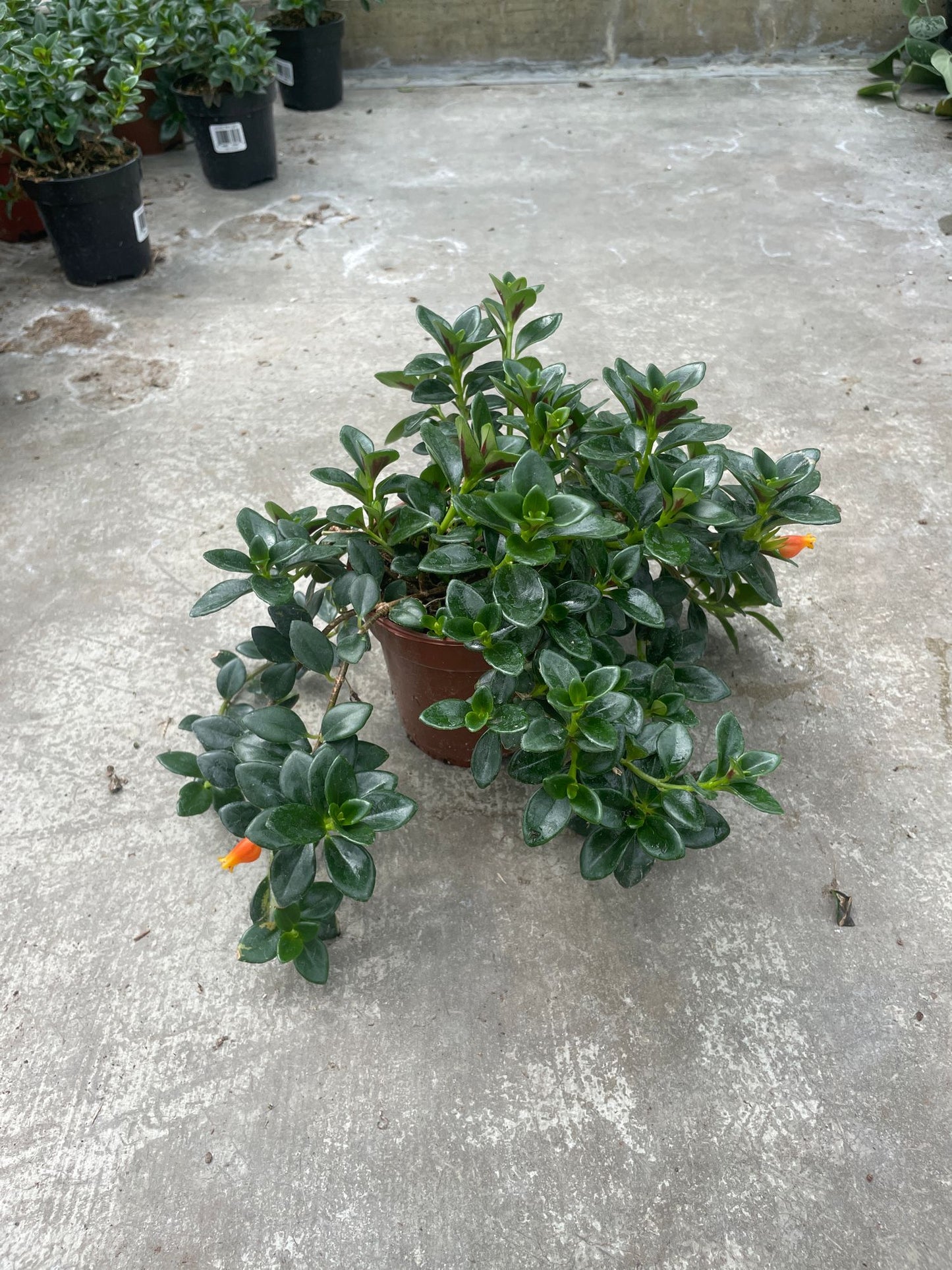Goldfish Plant