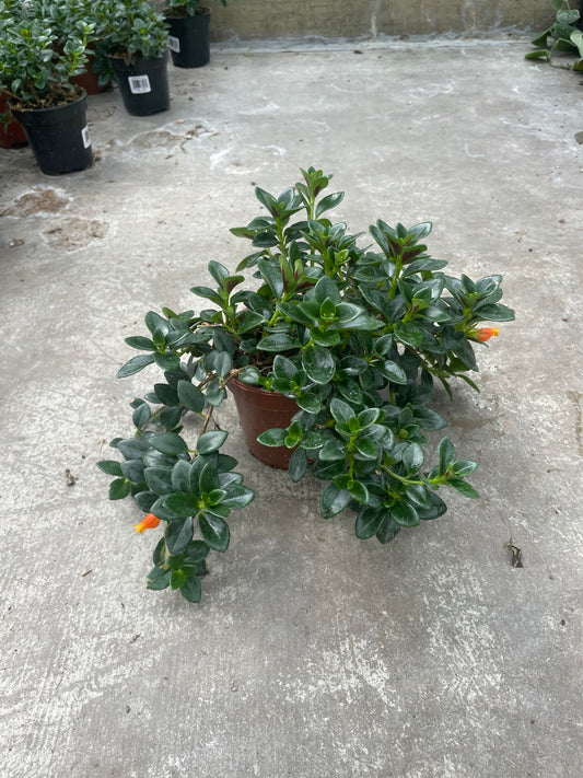 Goldfish Plant