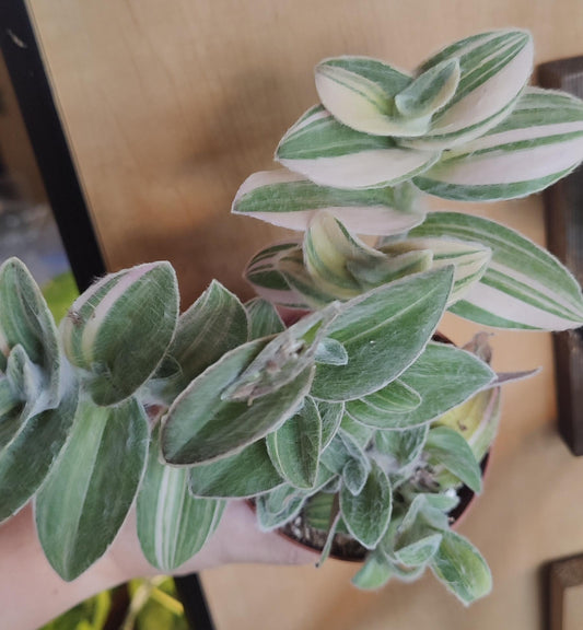 Tradescantia Sillamontana Variegata (Fuzzy) Tricolour
