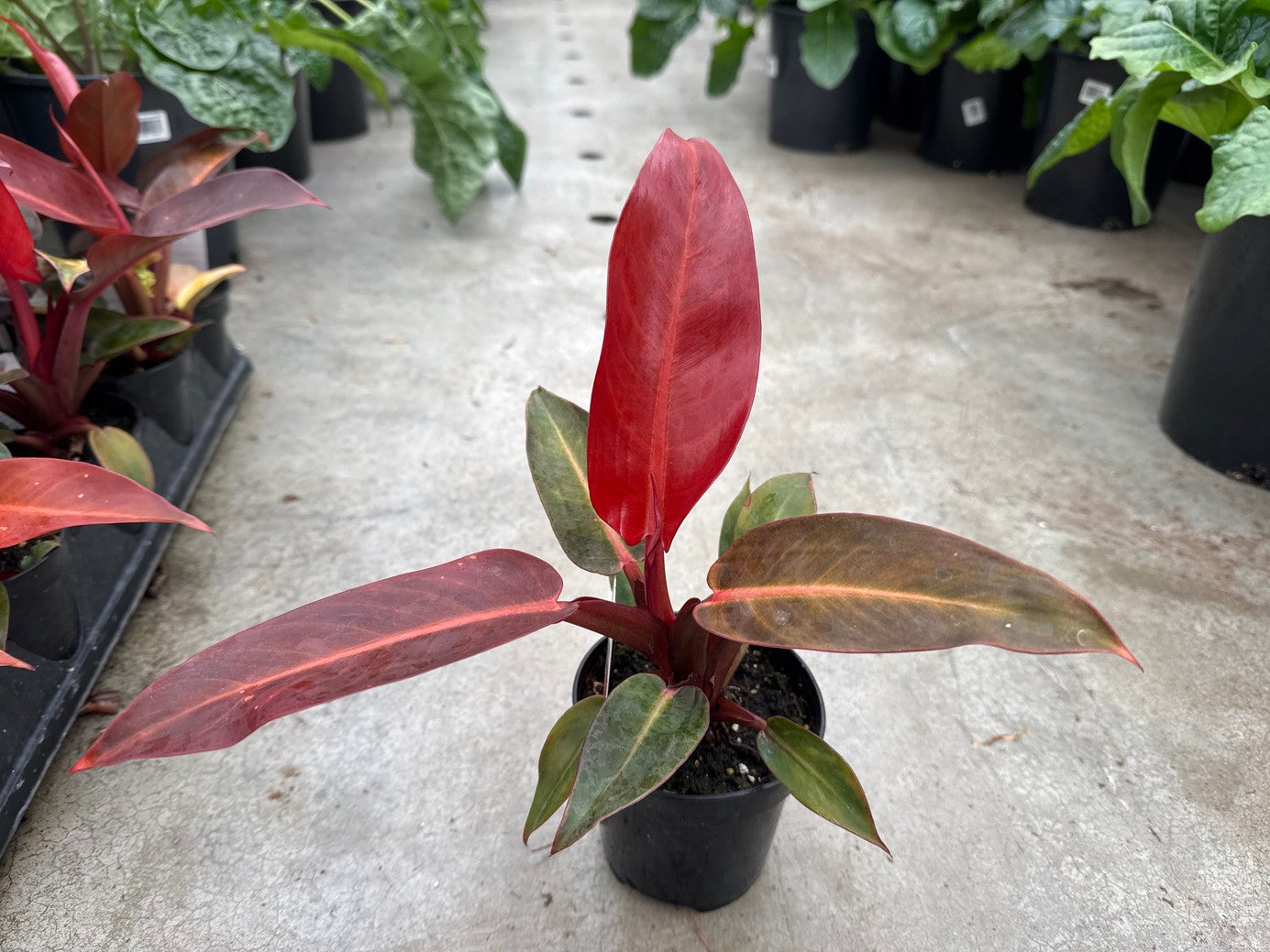Philodendron Red Sun Large