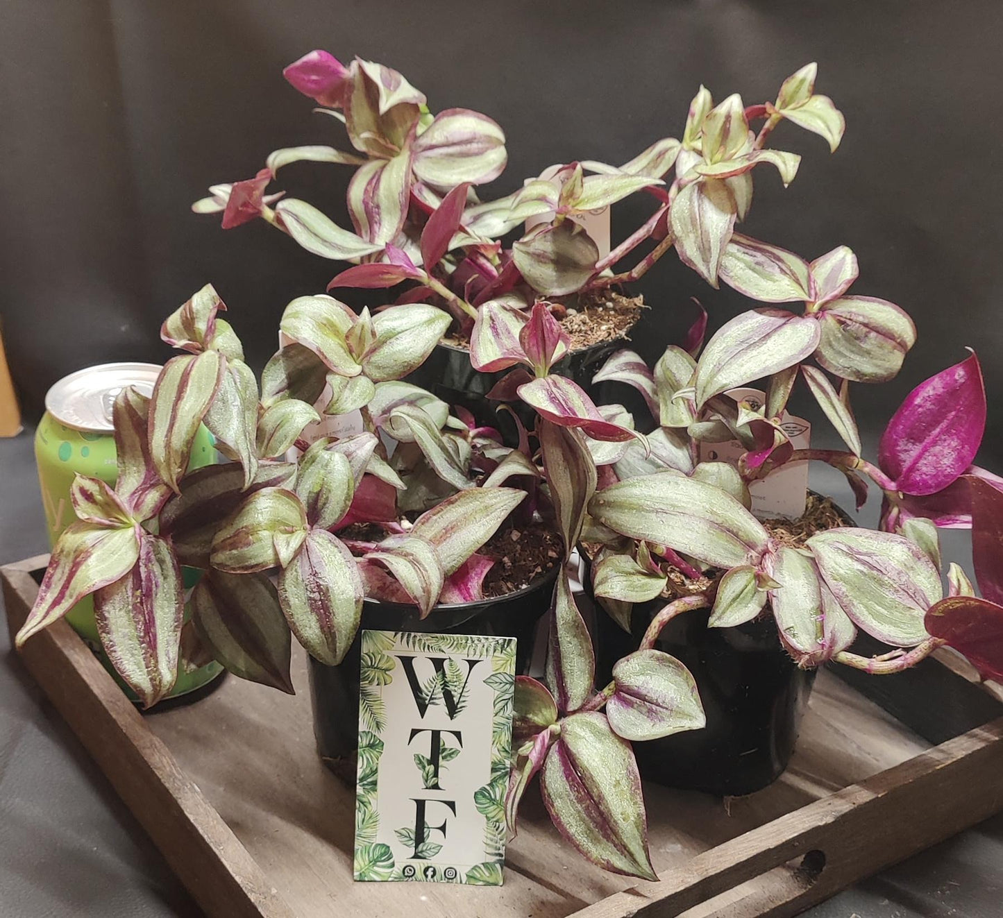 Tradescantia Assorted