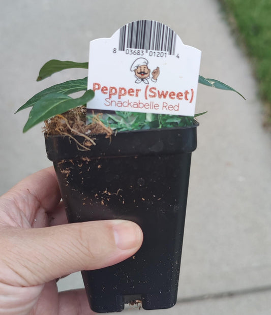 Pepper Sweet, Snackabelle Red 2.5" pot
