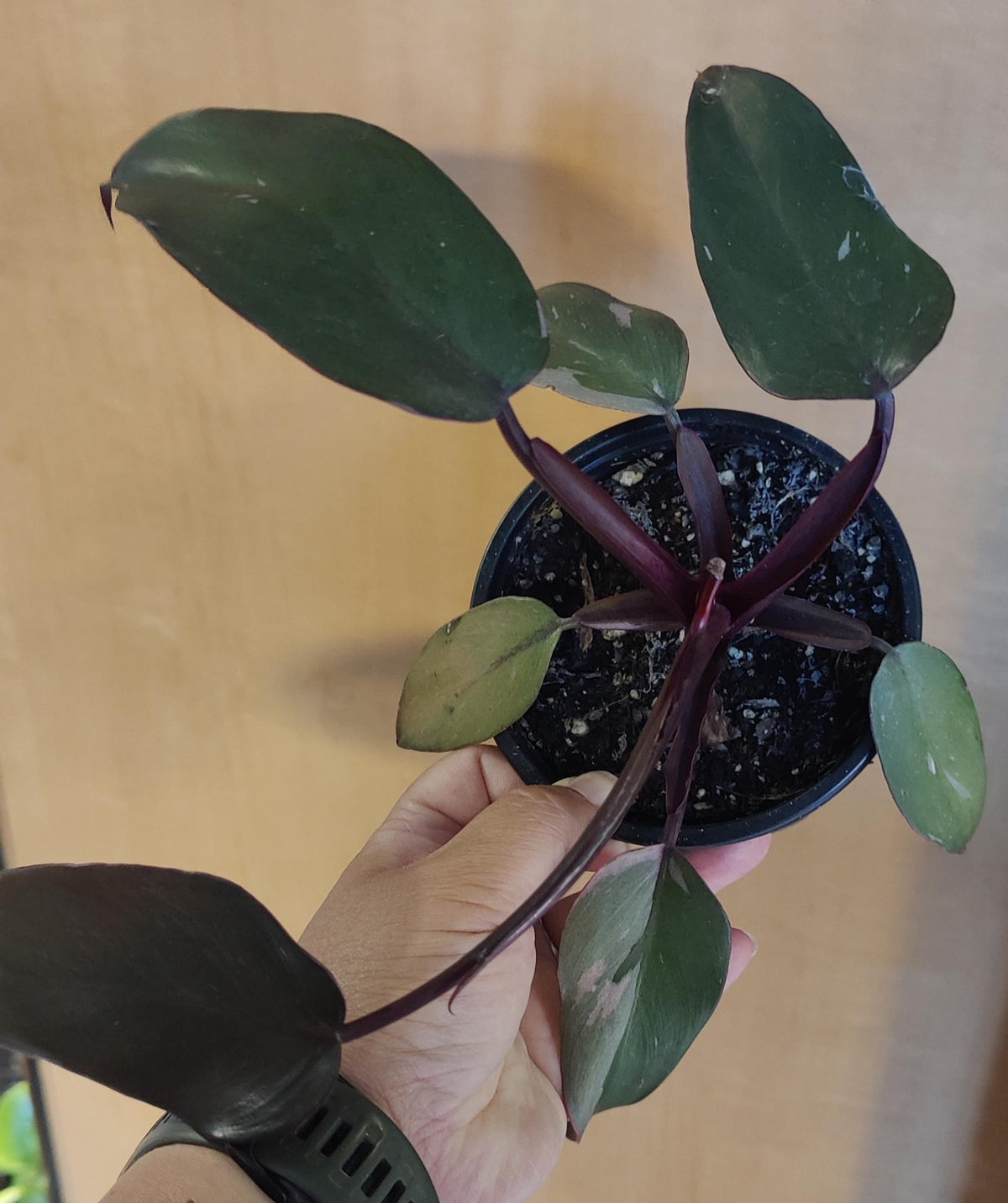 Philodendron Pink Princess (low variegation 4"