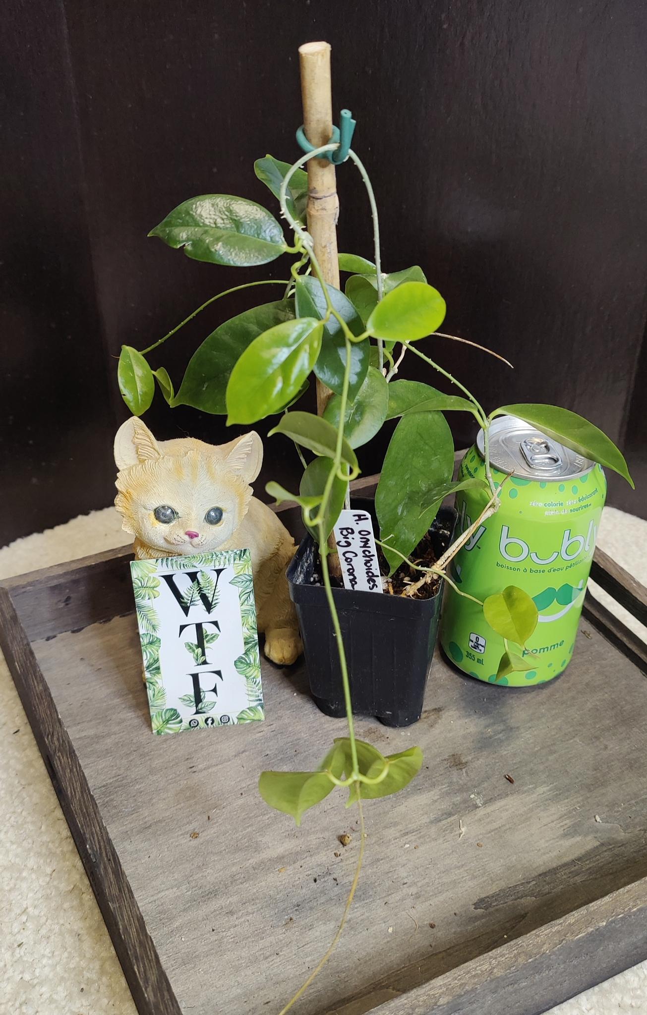 Hoya Onychoides "Big Corona"