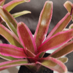 Bromeliads Neoregelia
