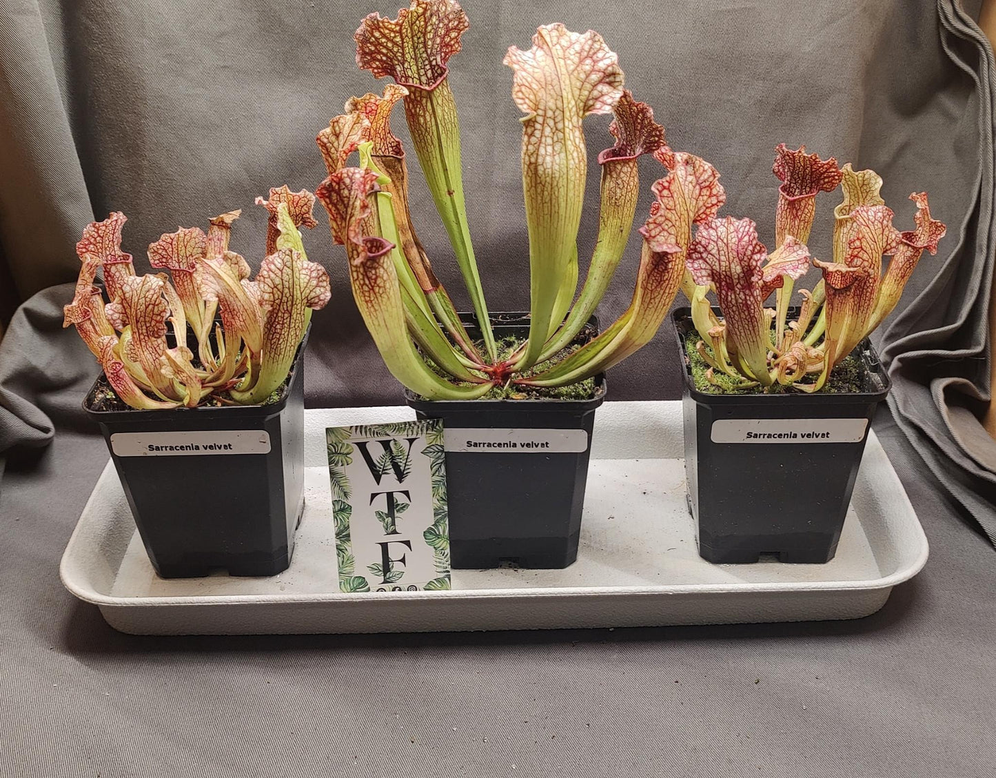 Sarracenia x hybrids - Short Hardy Pitcher