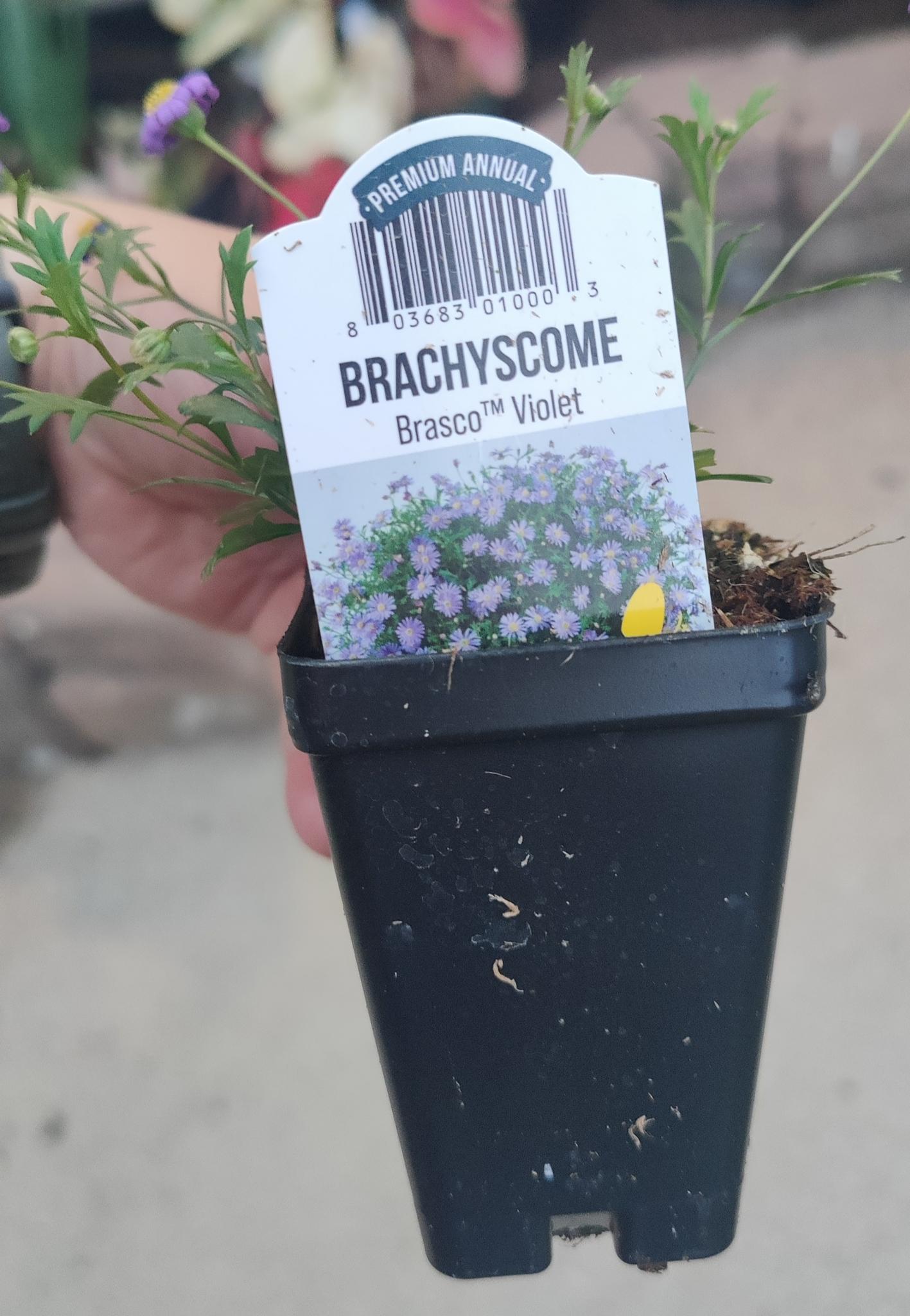 Brachyscome Brasco™ Violet 2.5" pot