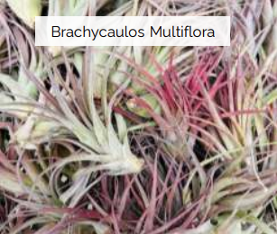 Air Plants