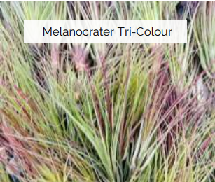 Air Plants
