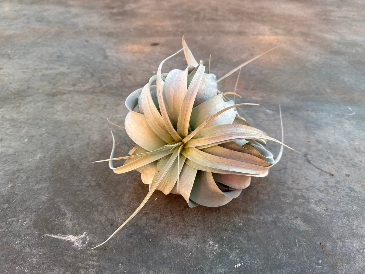 Air Plants