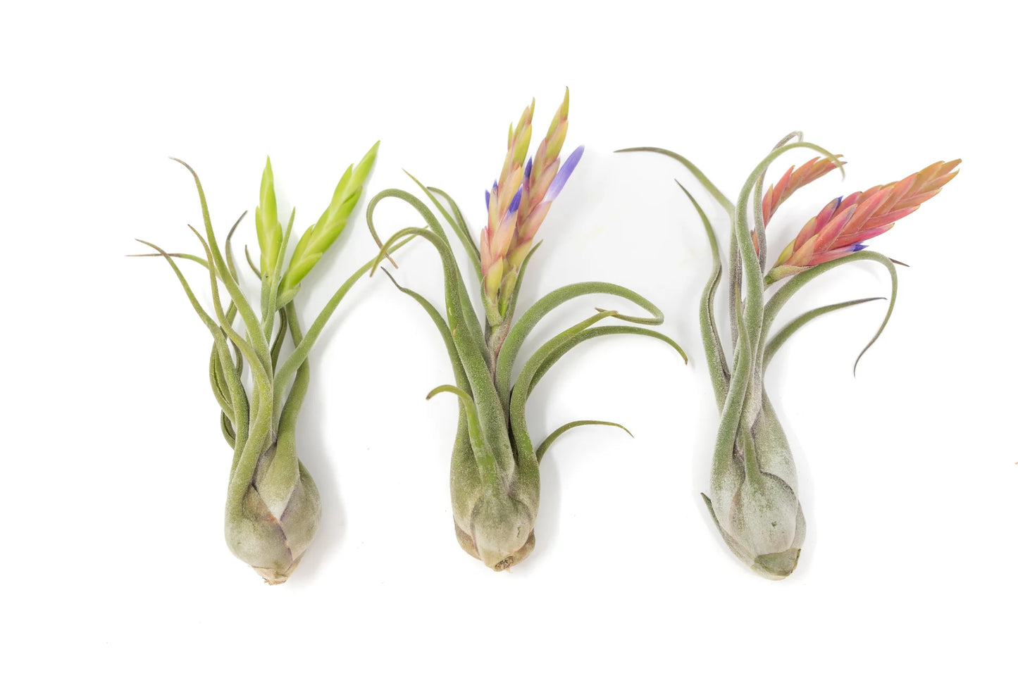 Air Plants
