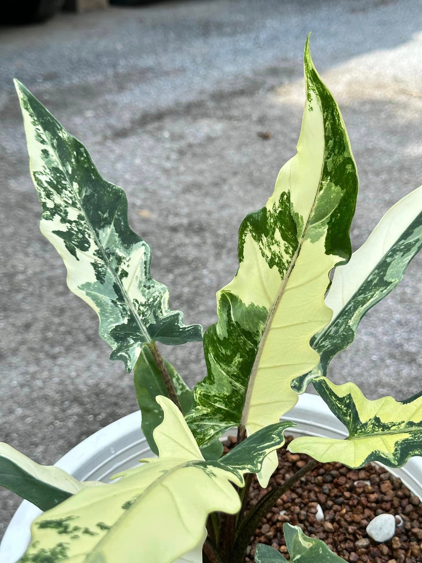 Alocasia Lauterbachiana Variegated