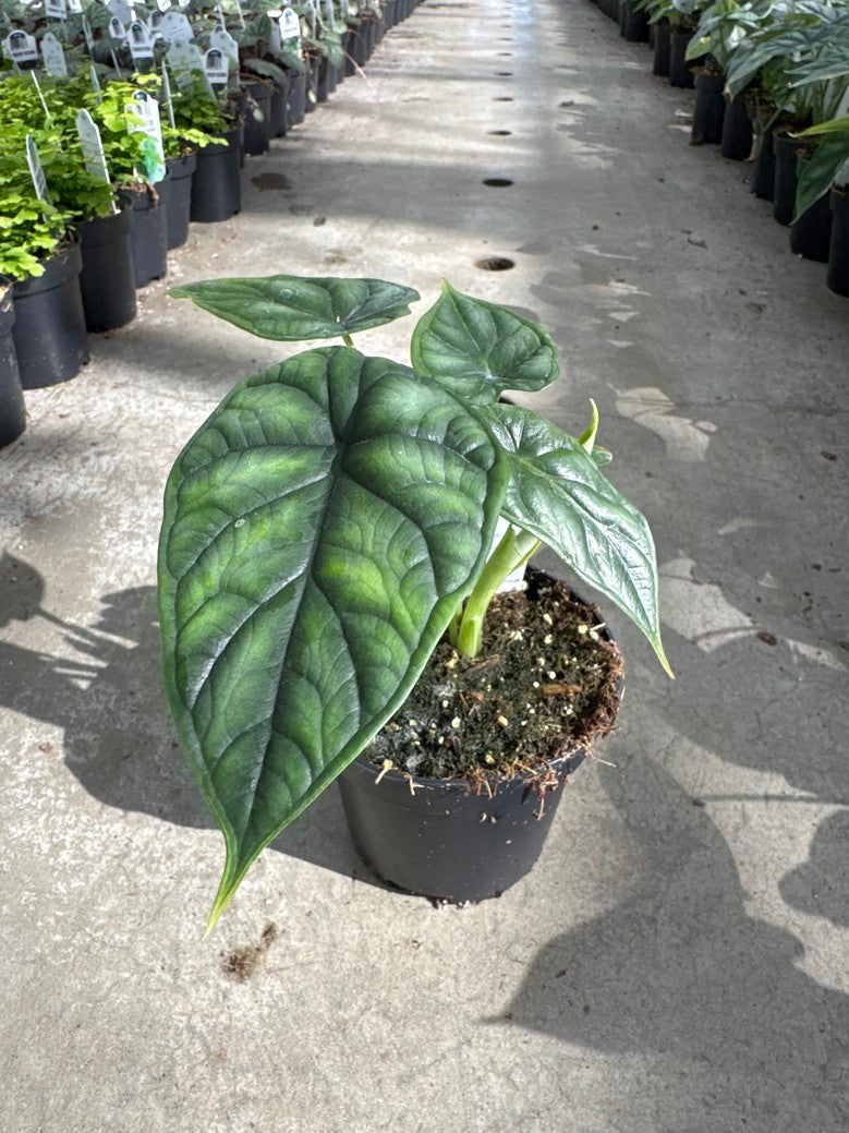 Alocasia Dragon Scale