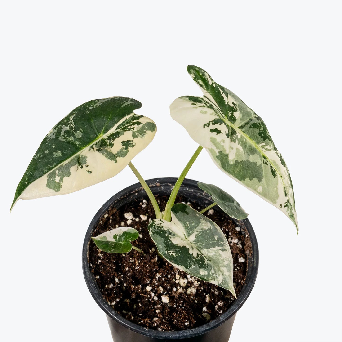 Alocasia Frydek Variegated