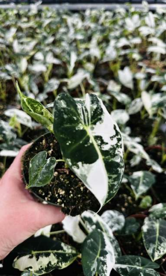 Alocasia Frydek Variegated