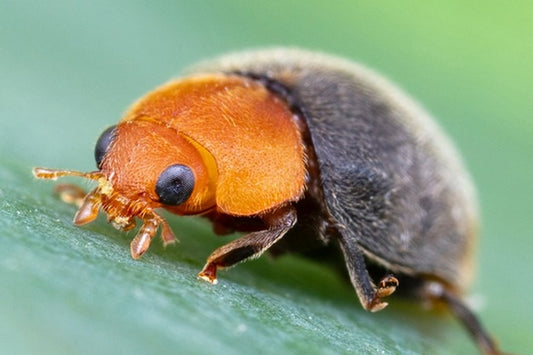 Cryptolaemus Montrouzieri (Mealybug Destroyer)