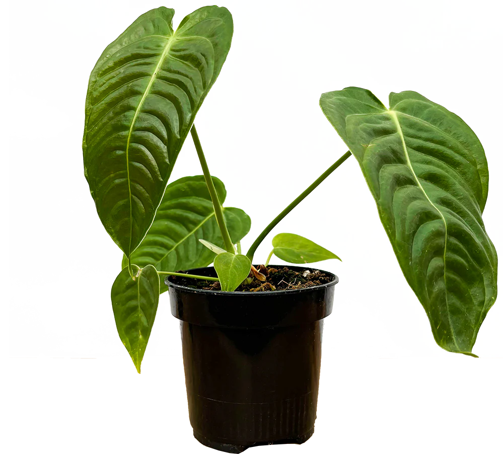 Anthurium King Veitchii