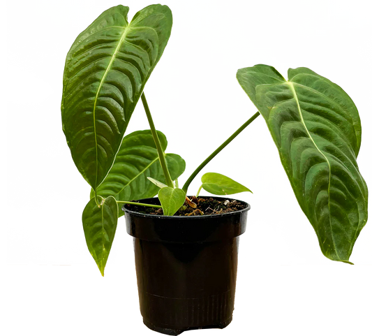 Anthurium King Veitchii