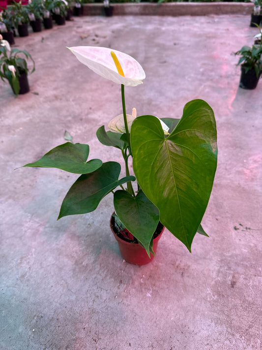 Anthurium Assorted Colour