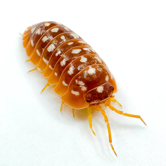 Armadillidium Werneri Orange