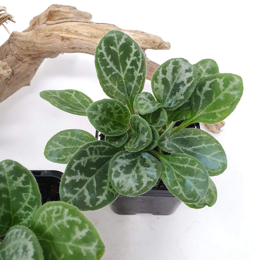 Primulina yungfuensis