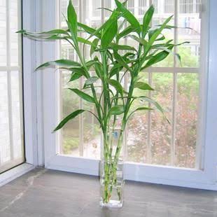 Lucky Bamboo Straight