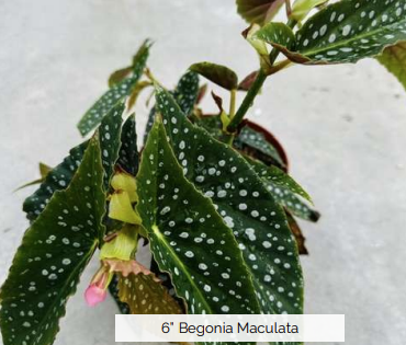 Begonia Maculata Polka Dot