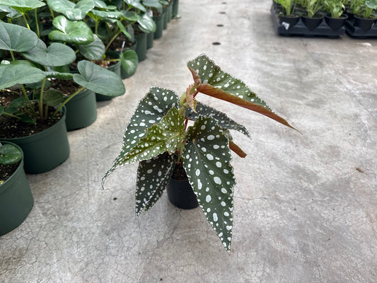 Begonia Polka Dot