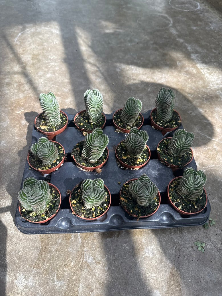 Crassula Buddha's Temple