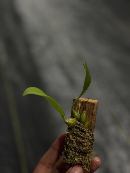 Bulbophyllum Facetum — Exotic Miniature Orchid