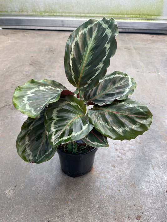 Calathea Medallion