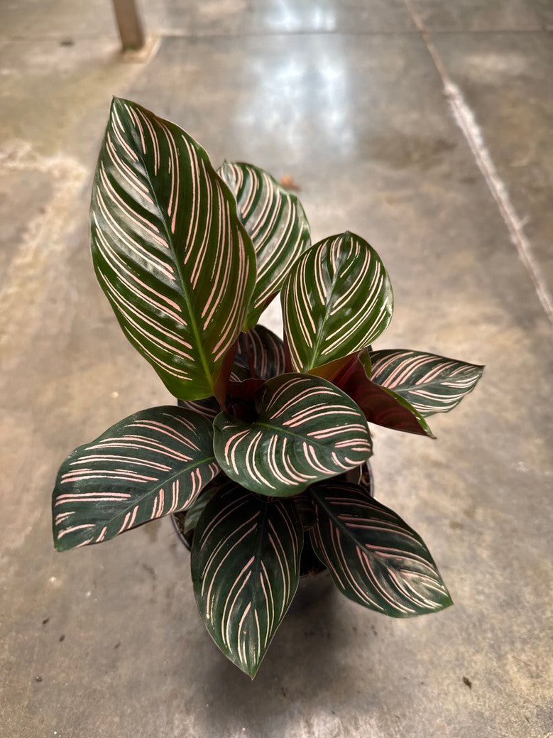 Calathea Ornata Aka Pinstripe