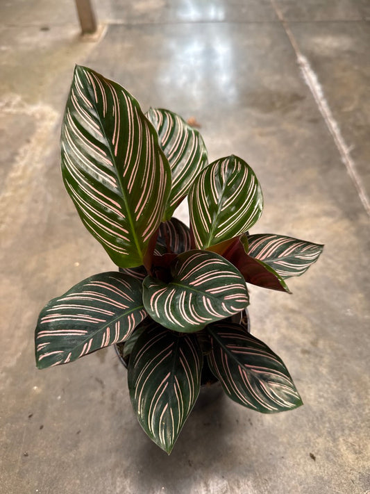 Calathea Ornata Aka Pinstripe