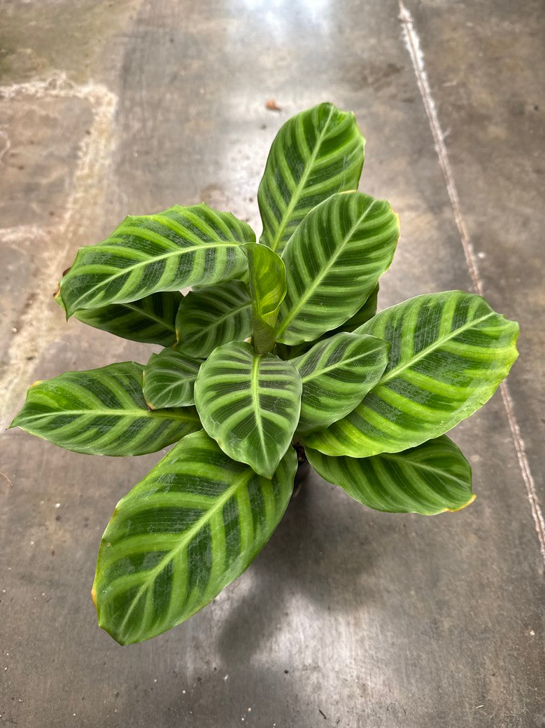Calathea Zebra