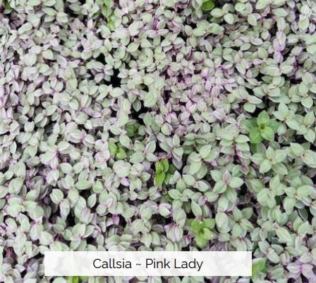 Callsia Pink Panther/Pink Lady