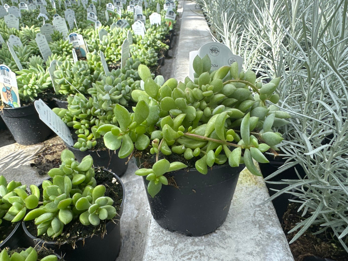 Cliff Cotyledon