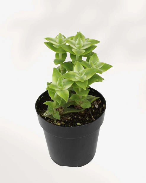 Jade Plant