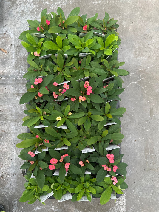 Crown of Thorns Assorted