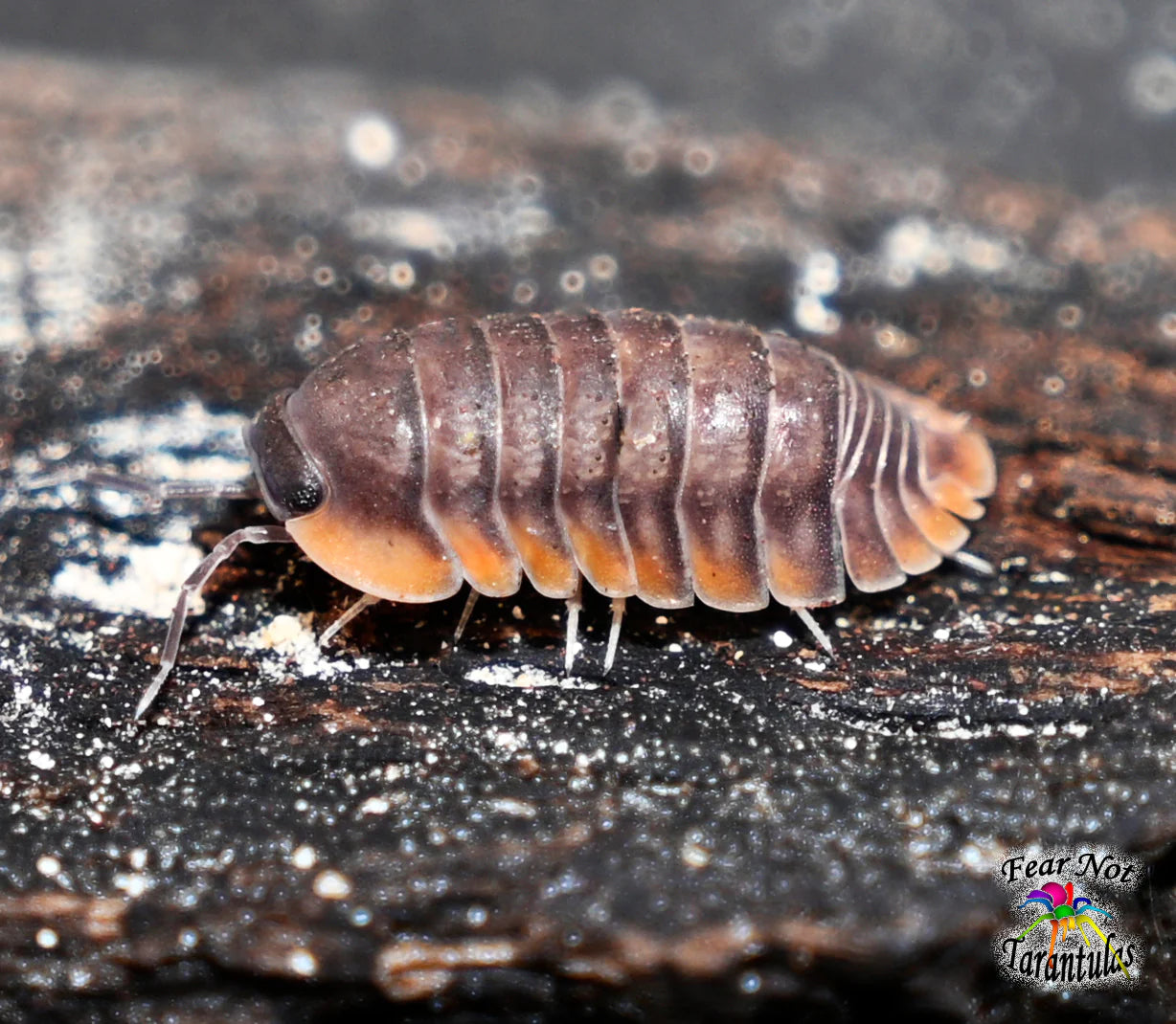 Cubaris sp. - Red Edge Isopods
