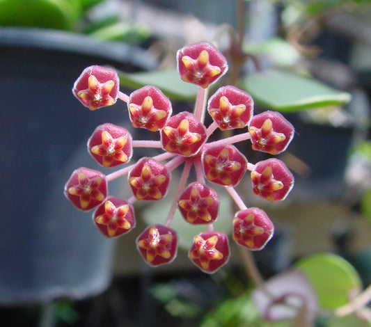 Hoya Ds 70 Variegated
