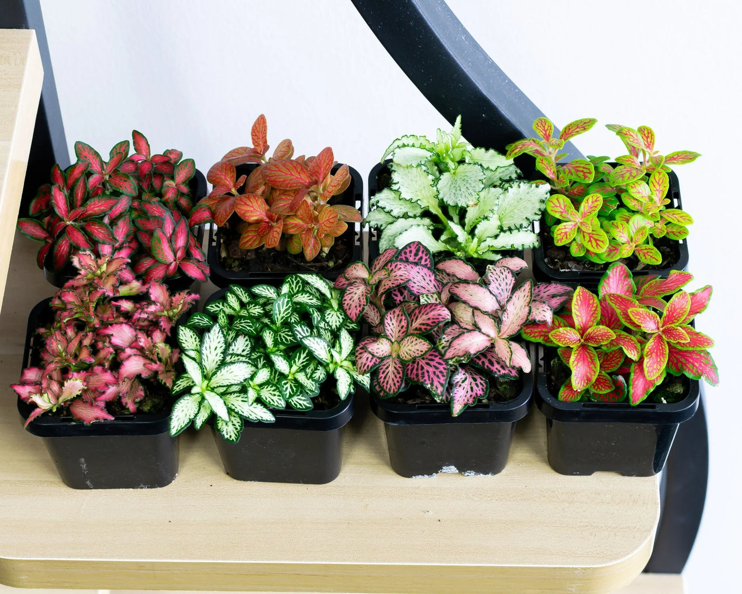 Fittonia Aka Nerve Plant